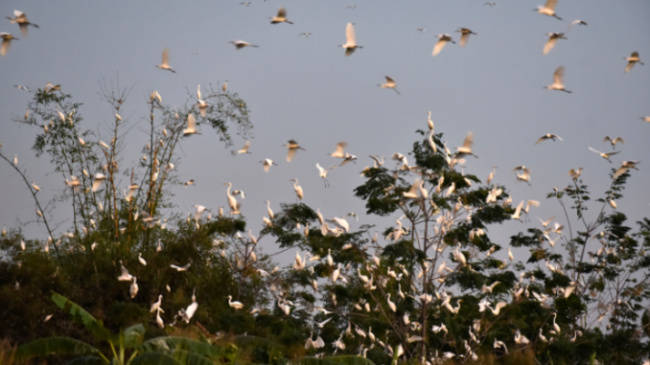 thanh hoa, white stork, wildlife conservation, planting bamboo to lure storks back to make nests