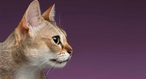 top 15 gống mèo thông minh nhất thế giới