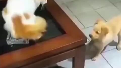 Cún cưng 'hổ báo' bị mèo tát cảnh cáo