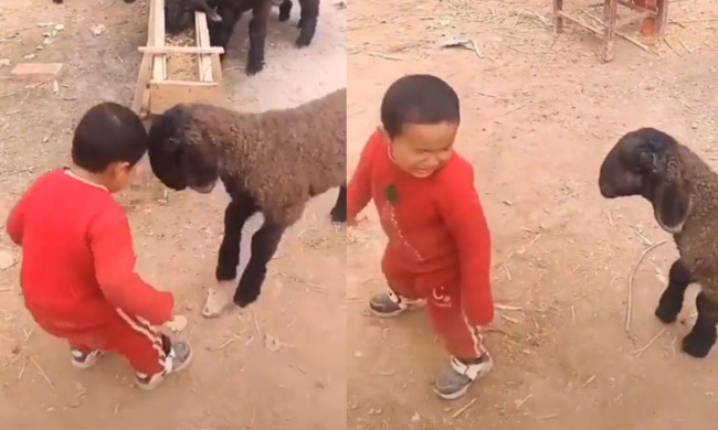 Bé trai khóc vì húc nhau với cừu