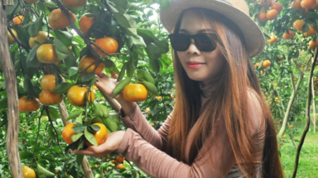 dong thap, gardeners in lai vung, lai vung tangerine, pink tangerine, tangerine in a pot, travel, gardeners catch pink mandarin “carrying many shoulders”, collecting thousands of dollars more