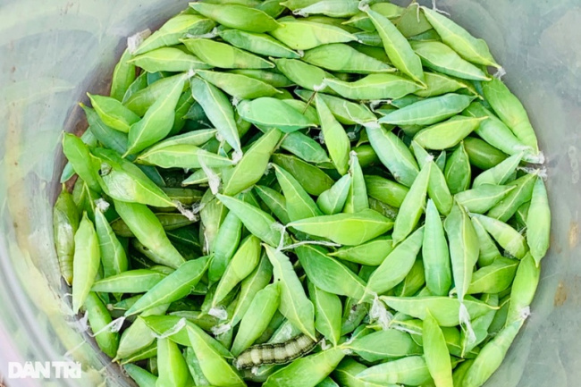 dak lak, delicious foods, nutritious, pupa, strange and unique specialty in the central highlands, customers dare to try it with their eyes closed