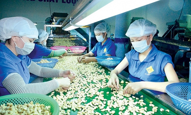 cashew nut, cashews, expensive, export, vietnamese nuts provide the whole world to eat, not as cheap as “gold mines”
