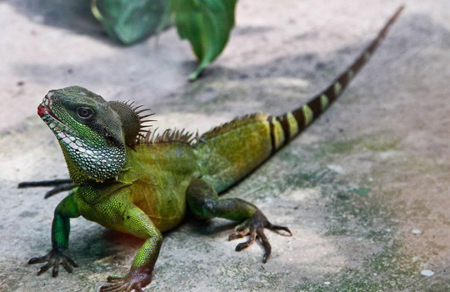 iguana, period shrimp, raising scary-looking animals, feeding vegetables, selling them as specialties to earn hundreds of millions of dollars a year