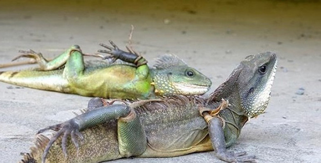 iguana, period shrimp, raising scary-looking animals, feeding vegetables, selling them as specialties to earn hundreds of millions of dollars a year