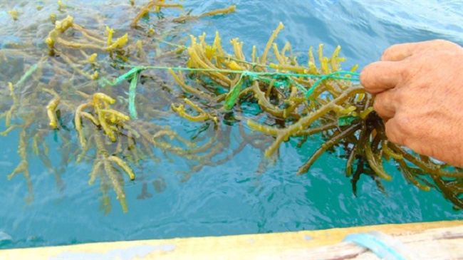 bird&039;s nest, consumption, lice, sea urchin, considered “ocean’s nest”, this type of seaweed costs up to half a million dong/kg