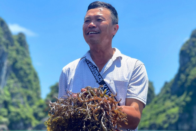 bird&039;s nest, consumption, lice, sea urchin, considered “ocean’s nest”, this type of seaweed costs up to half a million dong/kg