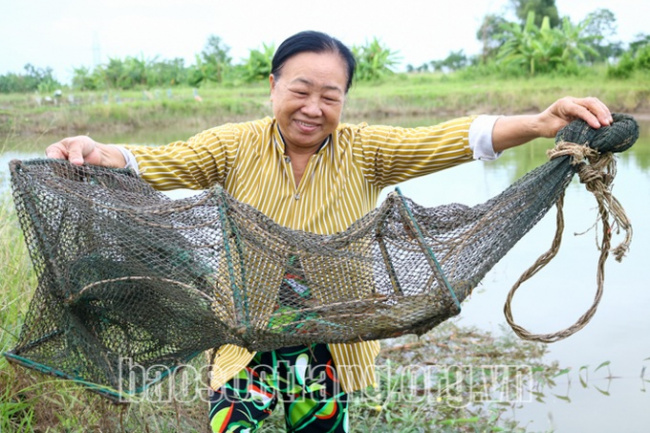 soc trang, vinh chau town, vinh hiep commune, how do raise crabs to trap all big ones, selling for $12/kg?