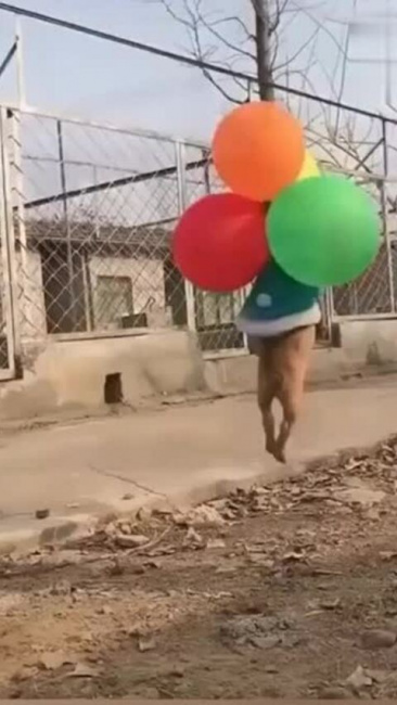 Cún cưng ngơ ngác vì bị bóng bay kéo lên trời