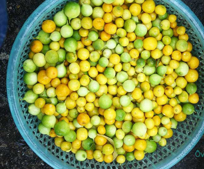lemon, mau son lemons, the wild fruit in vietnam was unknown before, causing a “fever” in recent years.