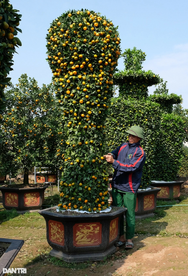 hyacinth mandarin, yellow cup shaped tangerine tree, admire the “terrible” tangerine tree displaying the shape of the world cup gold cup