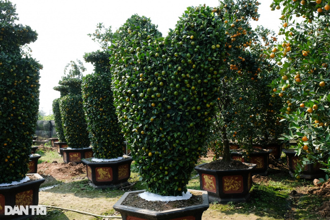 hyacinth mandarin, yellow cup shaped tangerine tree, admire the “terrible” tangerine tree displaying the shape of the world cup gold cup