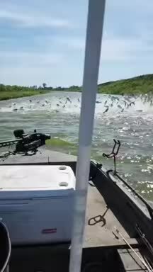Hàng trăm con cá đua nhau nhảy lên mặt nước