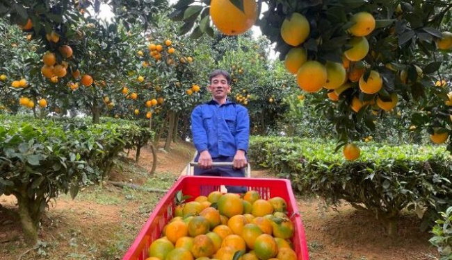 nam dinh, oranges, starting a business from 2 oranges bought for his pregnant wife, the farmer collects nearly a billion dong/per year