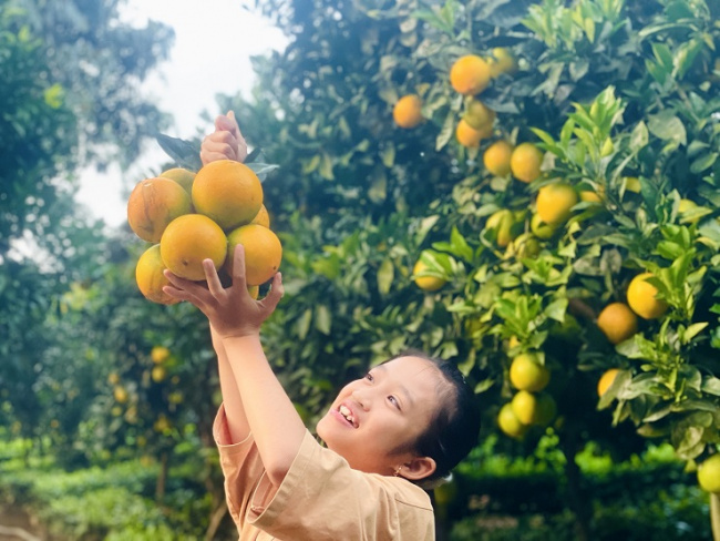 nam dinh, oranges, starting a business from 2 oranges bought for his pregnant wife, the farmer collects nearly a billion dong/per year