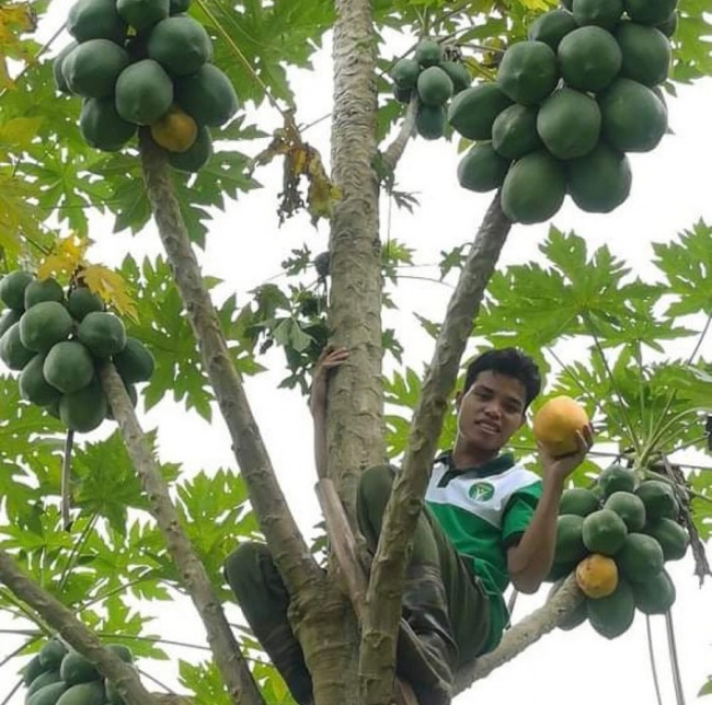 hoa binh, papaya, papaya flowers, papaya tree, starting a business with a tree that was cut down, 8x hoa binh collects tens of millions of dong/per month