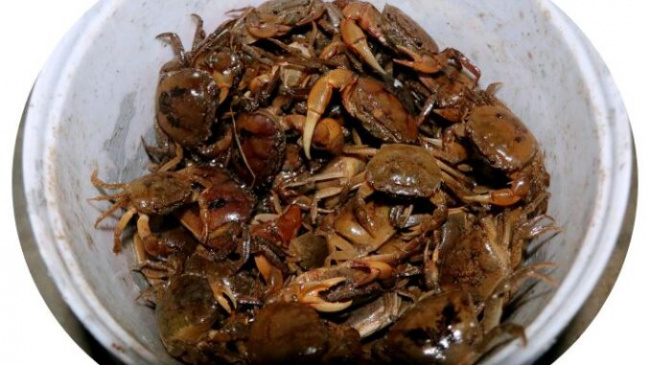 field crab hunting season, ha tinh, thach ha districts, field crab hunting season