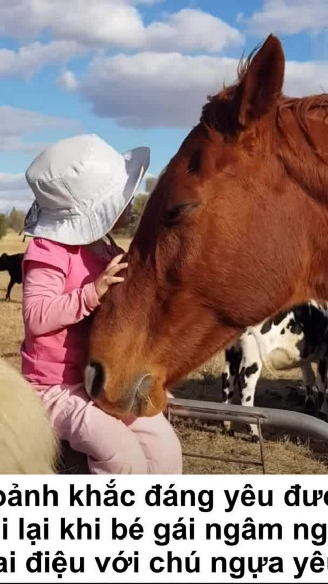 Bé gái 3 tuổi hát cho ngựa nghe