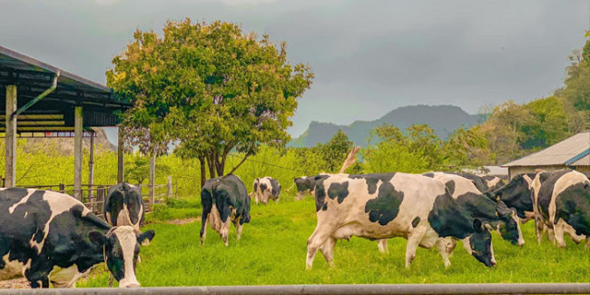 review những nghiệm thú vị tại trang trại bò sữa mộc châu