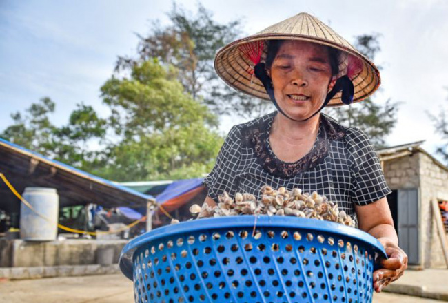 mussel, thanh hoa, the specialty in the old countryside is as cheap as giving, now it is a “gold mine” people go to catch and earn half a million / per day