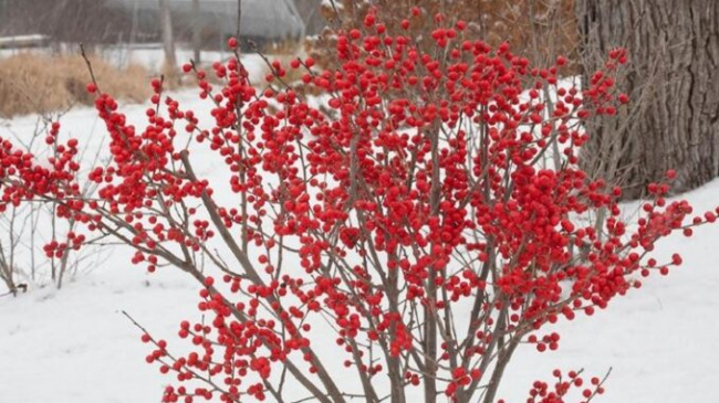 winterberry, wild plants from abroad to vietnam cost millions, and sisters race to buy