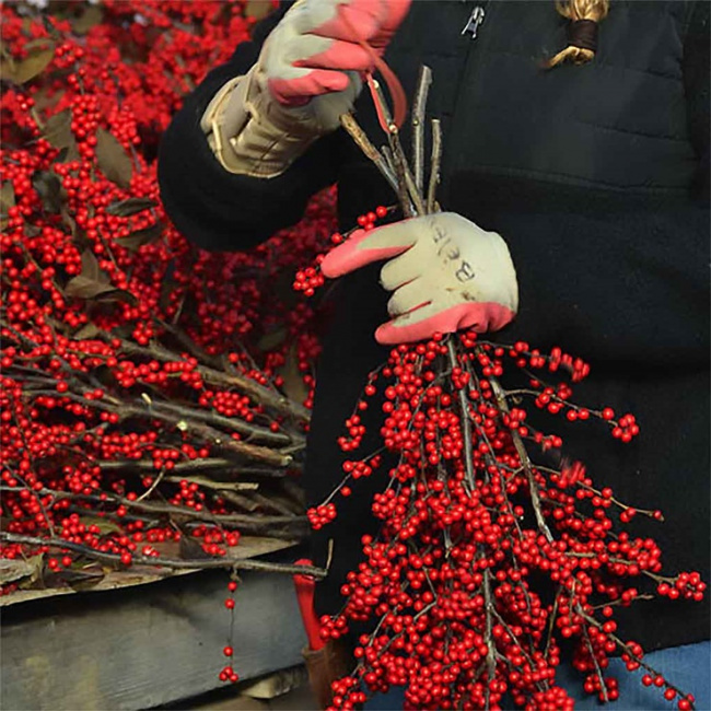 winterberry, wild plants from abroad to vietnam cost millions, and sisters race to buy