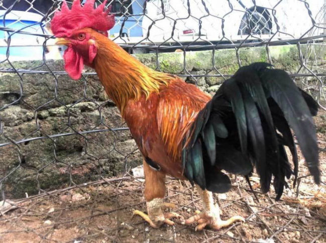 chicken with nine spurs, lunar new year, strangely, chickens were thought only existed in legends, giants competed to buy tet (lunar new year) rewards