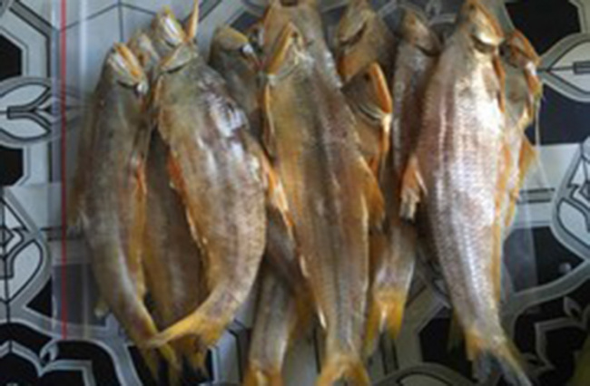 engraulidae, fish in the family engraulidae, quang binh, the fish that was once criticized, only fed to pigs, is now made into a famous specialty of a region