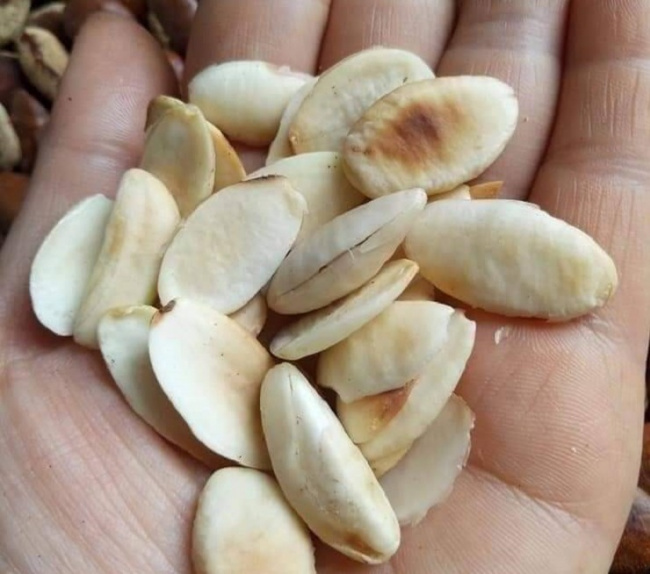 irvingia, kơ nia (k&039;nia), the fruit has the same name as an animal, before it fell into the forest, it is now a specialty with a price of 150,000 vnd/kg