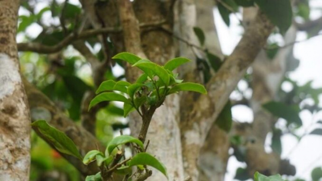 ancient tea, hundred-year-old tea tree, tea tree, thai nguyen, toxic goods like this, the acrid plant that is often used for drinking becomes a sought-after ornamental plant