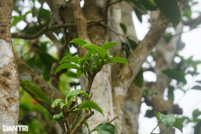 ancient tea, hundred-year-old tea tree, tea tree, thai nguyen, toxic goods like this, the acrid plant that is often used for drinking becomes a sought-after ornamental plant