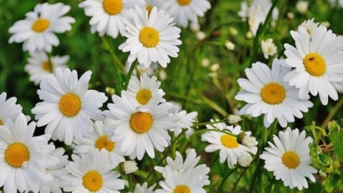 top 10 bài văn thuyết minh về hoa cúc hay nhất