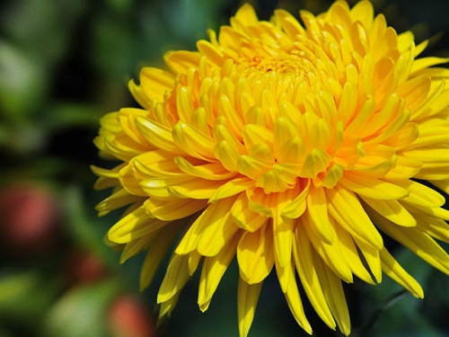 top 10 bài văn thuyết minh về hoa cúc hay nhất