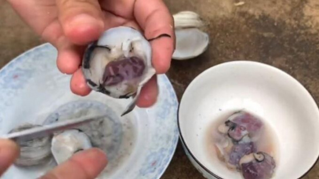 mangrove mud clam, mud clam, quang ninh, precious animals must definitely try when coming to quang ninh, the price is up to 400,000 vnd/kg