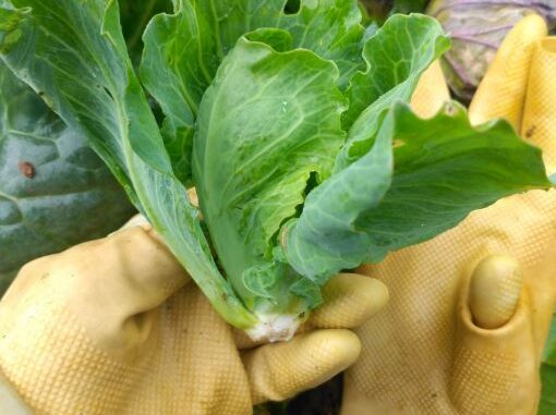 cabbage sprouts are vegetables, dong da, this vegetable was once no one ate, now it’s a specialty with a price of 40,000 vnd/kg
