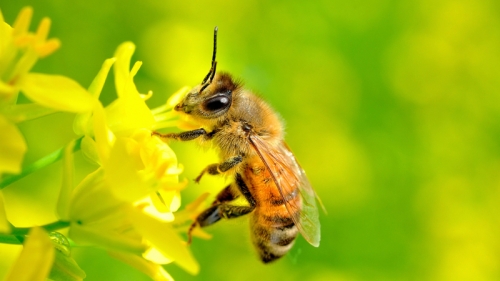 Top 9 Bài văn tả con ong hay nhất