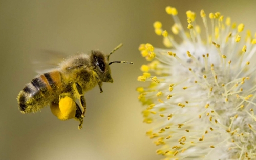 top 9 bài văn tả con ong hay nhất