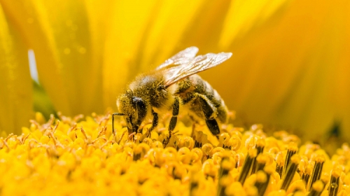 top 9 bài văn tả con ong hay nhất