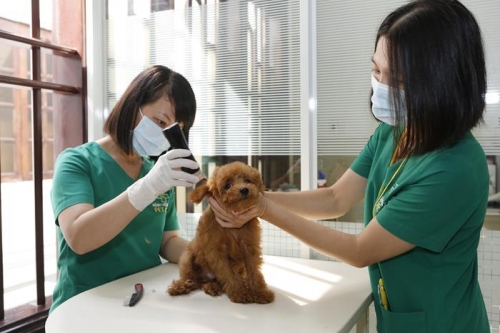 top 12 dịch vụ spa cho thú cưng uy tín nhất tại tp.hcm