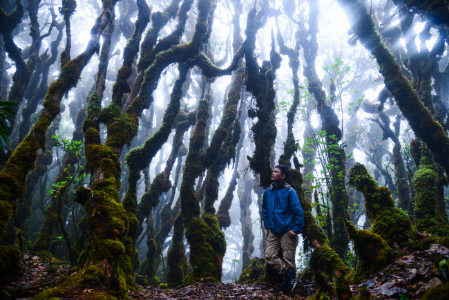 điểm danh những khu rừng cổ tích cho dân “cuồng” trekking tây bắc