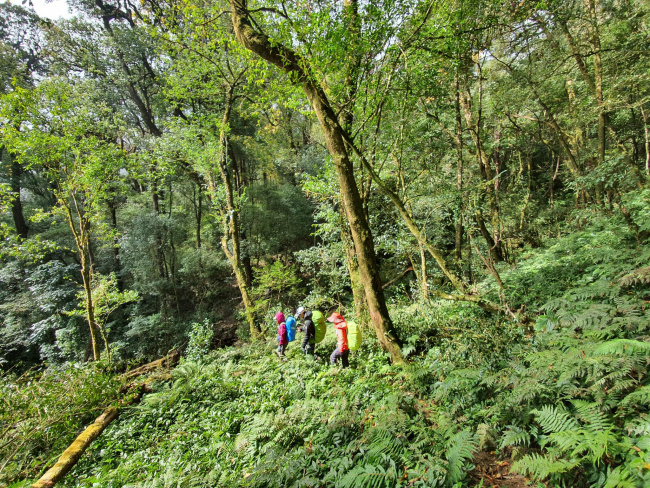 điểm danh những khu rừng cổ tích cho dân “cuồng” trekking tây bắc