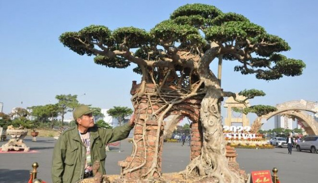 capital ornamental biology festival 2022, hung yen, ancient birth tree embraced the village gate, was paid 100 gold trees but the owner did not sell it