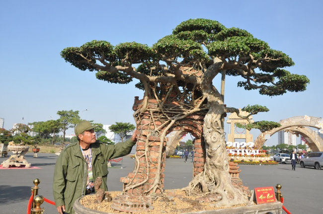 capital ornamental biology festival 2022, hung yen, ancient birth tree embraced the village gate, was paid 100 gold trees but the owner did not sell it
