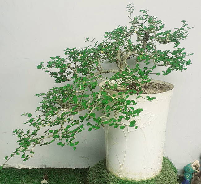 trees that grow, wild trees that grow full of sugar in vietnam are now “potted” into bonsai, priced at 500,000 vnd/tree