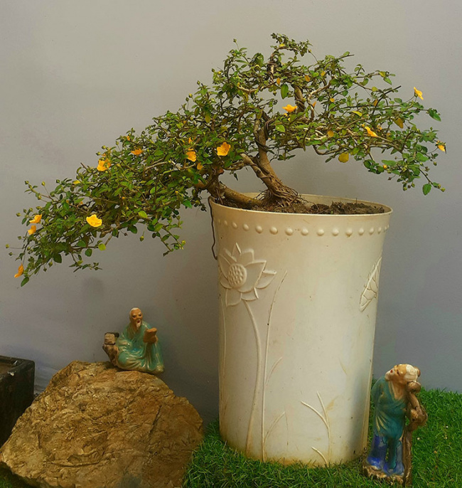 trees that grow, wild trees that grow full of sugar in vietnam are now “potted” into bonsai, priced at 500,000 vnd/tree