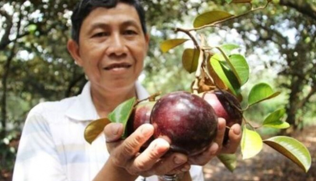 can tho city, dairy garden, export support, farmers, fruit garden, high quality, ninh kieu district, tourist destination, at the end of the year, experience the extremely fruity purple breast milk garden in can tho, while eating and picking fruit to bring back