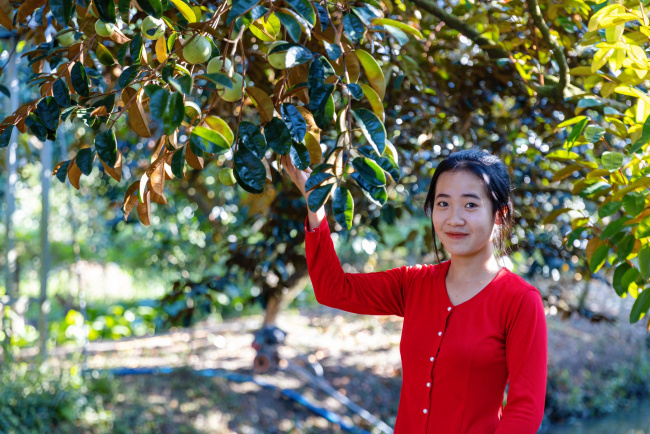 can tho city, dairy garden, export support, farmers, fruit garden, high quality, ninh kieu district, tourist destination, at the end of the year, experience the extremely fruity purple breast milk garden in can tho, while eating and picking fruit to bring back