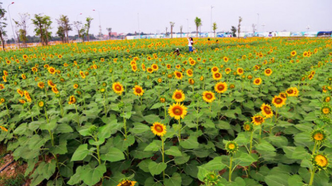 beautiful space, green space, ho chi minh city, sunflower garden, sunflowers, van phuc city&039;s, 12,000 square meter sunflower garden attracts young people in ho chi minh city