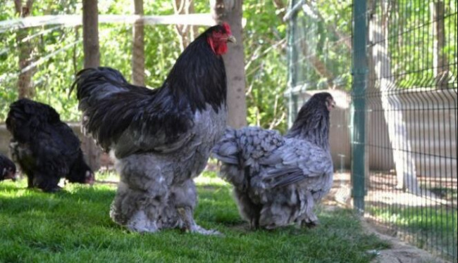brahma chickens, nearly 20 million vnd/pair, the giants still don’t mind spending money to own a “poisonous” chicken that only looks at, but dares not eat.