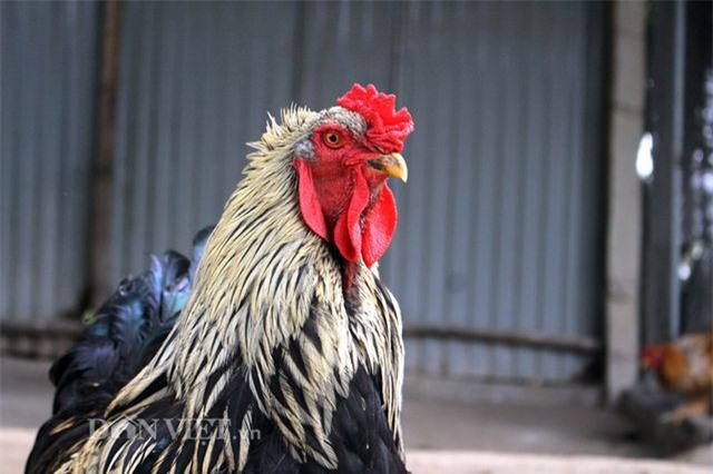 brahma chickens, nearly 20 million vnd/pair, the giants still don’t mind spending money to own a “poisonous” chicken that only looks at, but dares not eat.